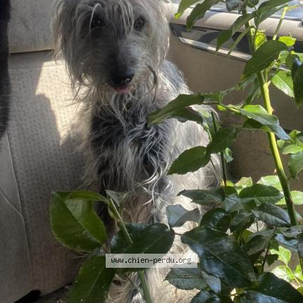 Photo 1/1 Maddy Chien lost in Lesbois