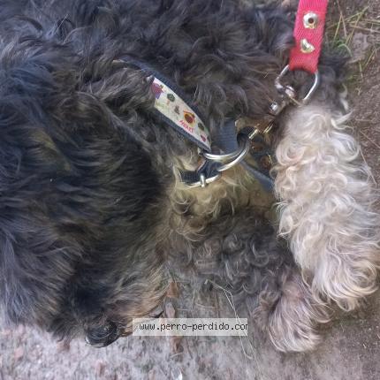 Photo 1/1 Found dog Found in Caba