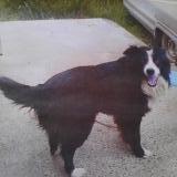 Picture of dog lost at Bonnefont