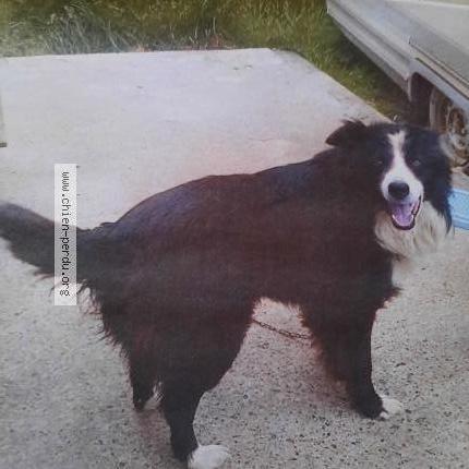 Photo 1/1 ÉCLAIR Chien lost in Bonnefont