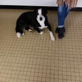 Picture of dog found at Montreuil L Argille