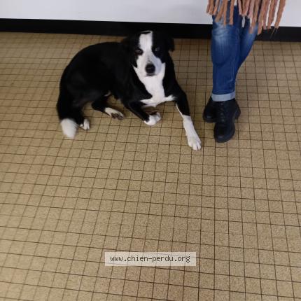 Photo 1/1 Found dog Found in Montreuil l argille