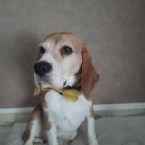 Picture of dog lost at Broons