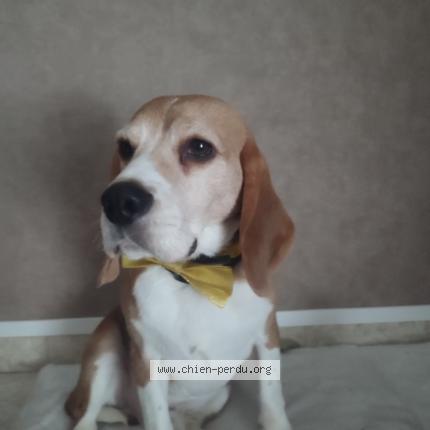 Photo 1/1 Rocky Chien lost in Broons