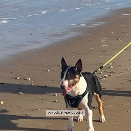 Photo 1/1 Urus Chien lost in Pontlevoy