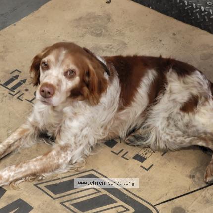 Photo 1/1 gabon Chien lost in Keskastel