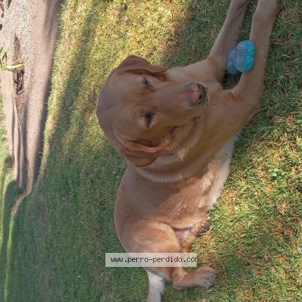 Photo 1/1 Found dog Found in Santiago