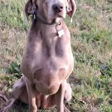 Picture of dog lost at Henanbihen