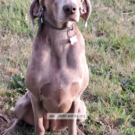 Photo 1/1 Rajaa Chien lost in Henanbihen