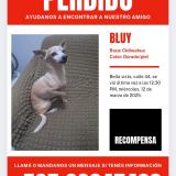 Photo of a dog found in Panama