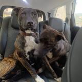 Picture of dog found at Greoux Les Bains