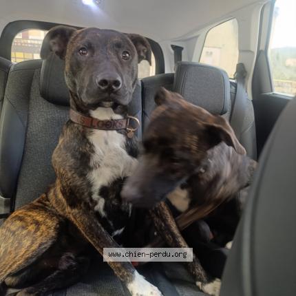 Photo 1/1 Found dog Found in Greoux les bains