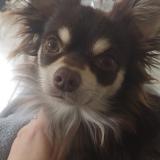 Picture of dog lost at Cavaillon