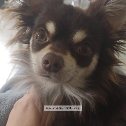 Photo 1/1 Choco Chien lost in Cavaillon