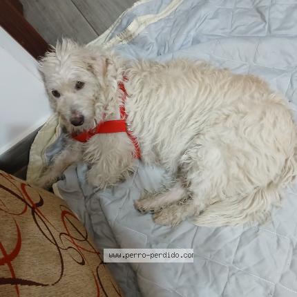 Photo 1/1 Found dog Found in Caba