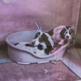 Picture of dog lost at Toulon