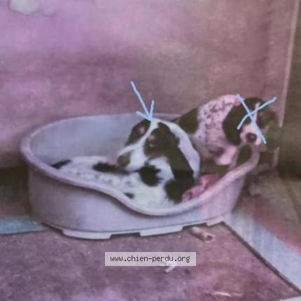 Photo 1/1 Papy Chien lost in Toulon