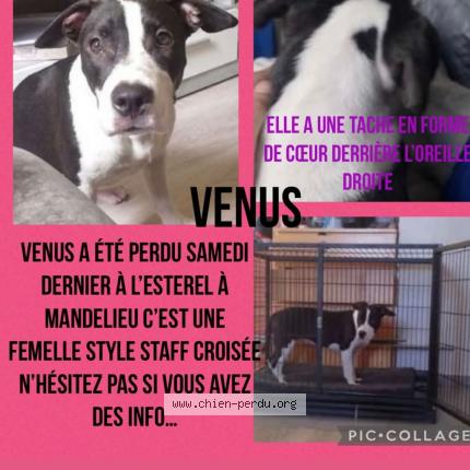 Photo 1/1 Vénus Chien lost in Cannes mandelieu