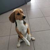 Picture of dog lost at Marsac En Livradois