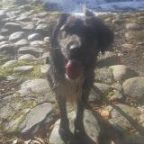 Picture of dog lost at Bagneres De Bigorre