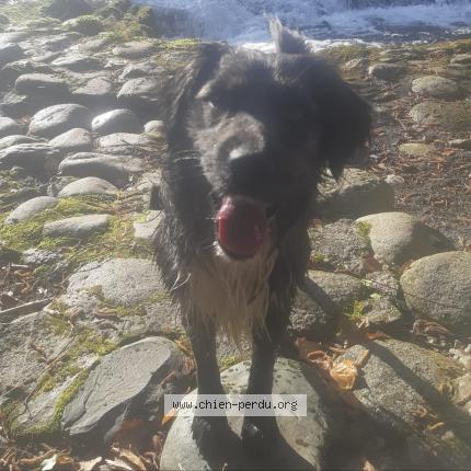 Photo 1/1 Balou Chien lost in Bagneres de bigorre