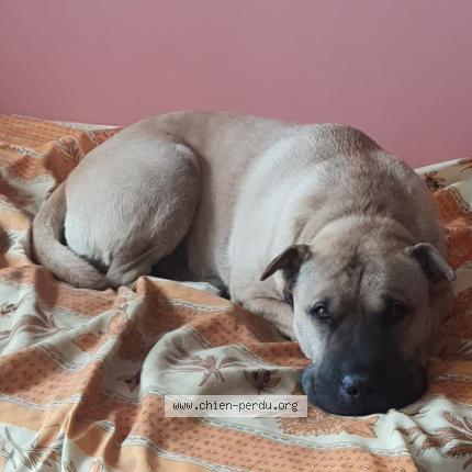 Photo 1/1 Ita Chien lost in Le boulou