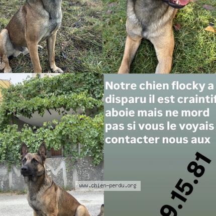 Photo 1/1 Flocky Chien lost in Saint pierre avez