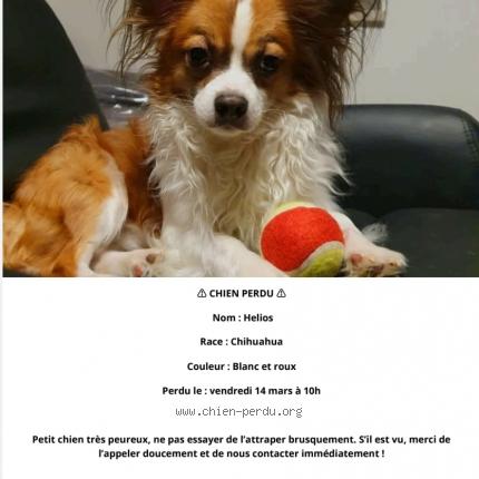 Photo 1/1 Helios Chien lost in Melsheim