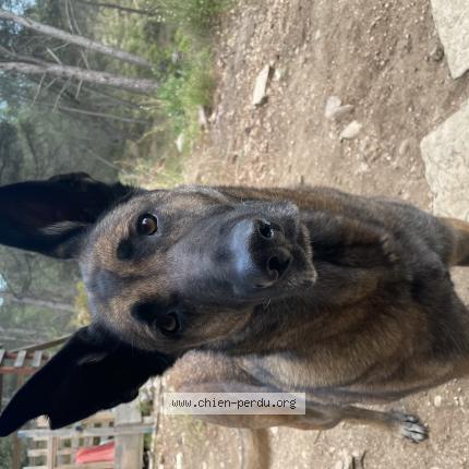 Photo 1/1 Klasseuk Chien lost in Meyrargues