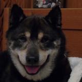 Picture of dog lost at Le Bouscat