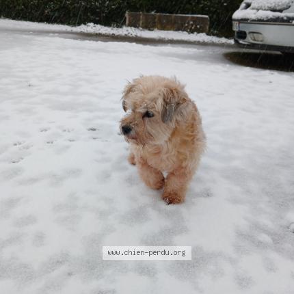 Photo 1/1 Lilou Chien lost in Mouzillon