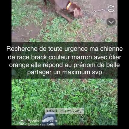 Photo 1/1 Belle Chien lost in Louhans