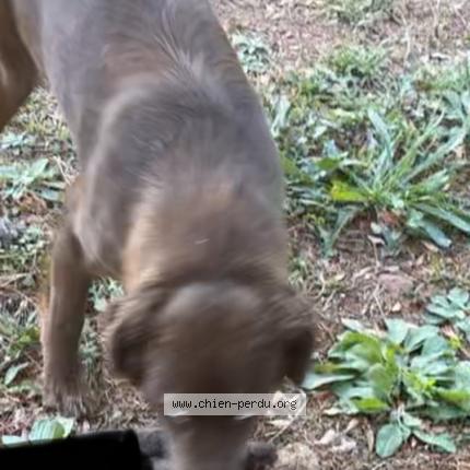 Photo 1/1 Blue Chien lost in Verneuil sur seine