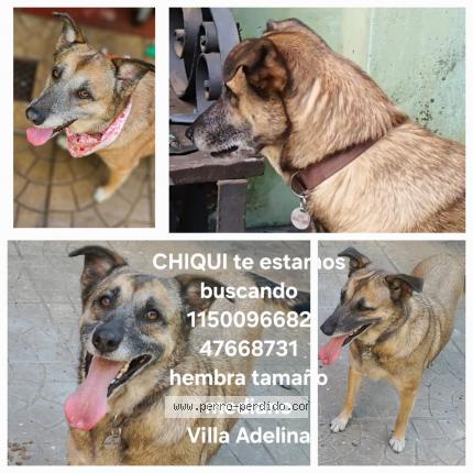 Photo 1/1 CHIQUI Chien lost in Villa adelina