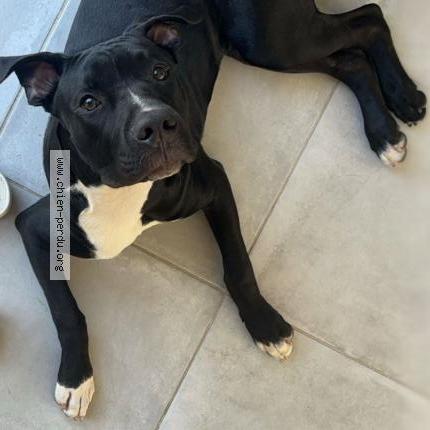 Photo 1/1 Smith Chien lost in Theix noyalo