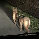 Picture of dog found at Birieux