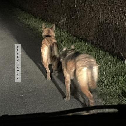 Photo 1/1 Found dog Found in Birieux