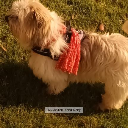 Photo 1/1 anne-marie jacob Chien lost in Saint pol de leon