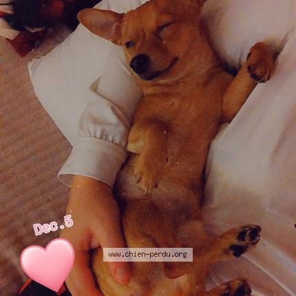 Photo 1/1 Ruby Chien lost in Henin beaumont