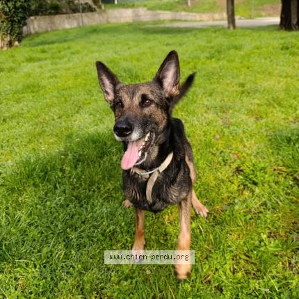 Photo 1/1 Pam Chien lost in Le teil