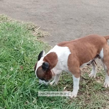 Photo 1/1 Found dog Found in Saint denis