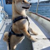 Picture of dog lost at Houilles