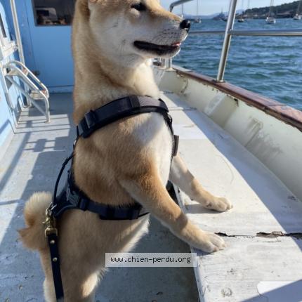 Photo 1/1 Gina Chien lost in Houilles