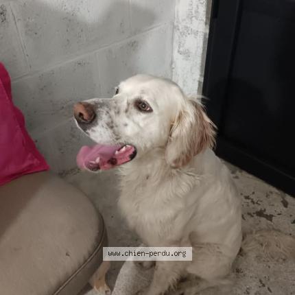 Photo 1/1 Found dog Found in Agneaux