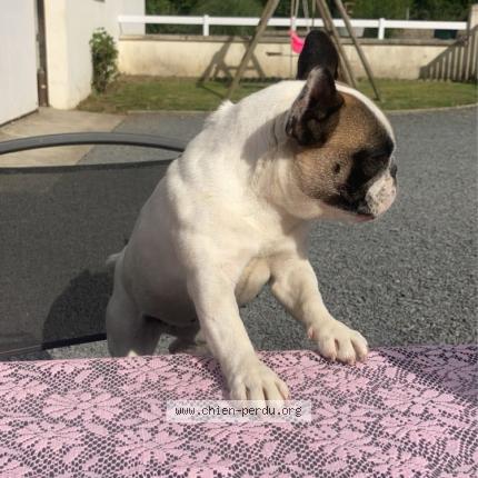 Photo 1/1 Stella Chien lost in Saint amand villages