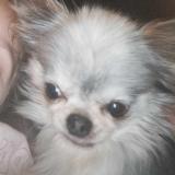 Picture of dog lost at Bertrix