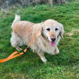 Picture of dog found at Frelinghien