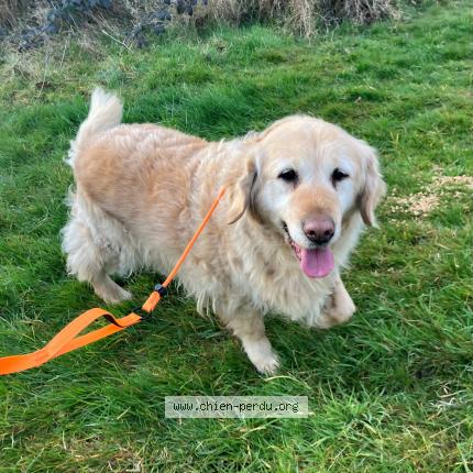 Photo 1/1 Found dog Found in Frelinghien