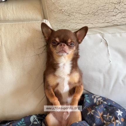 Photo 1/1 Razmo Chien lost in Chatelaillon plage