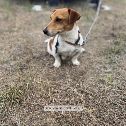 Photo 1/1 Paddington Chien lost in Boiry becquerelle